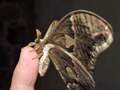 Rothschildia cinctus