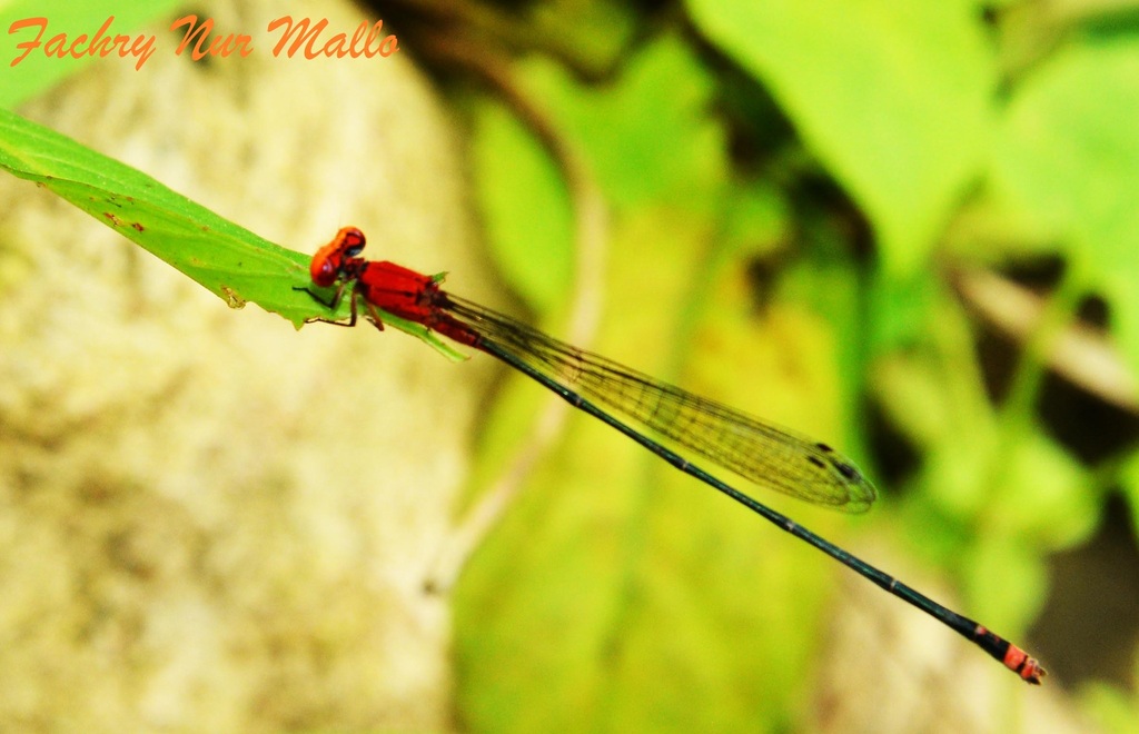 Pseudagrion ustum (Pseudagrion ustum)