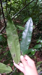 Diospyros cauliflora