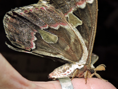 Rothschildia cinctus