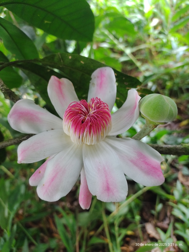 Gustavia romeroi