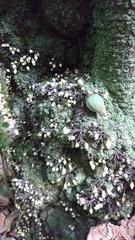 Diospyros cauliflora