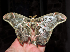 Rothschildia cinctus