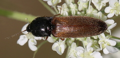 Agriotes ustulatus
