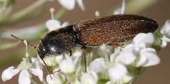 Agriotes ustulatus
