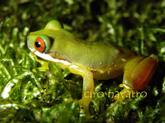 Duellmanohyla salvavida