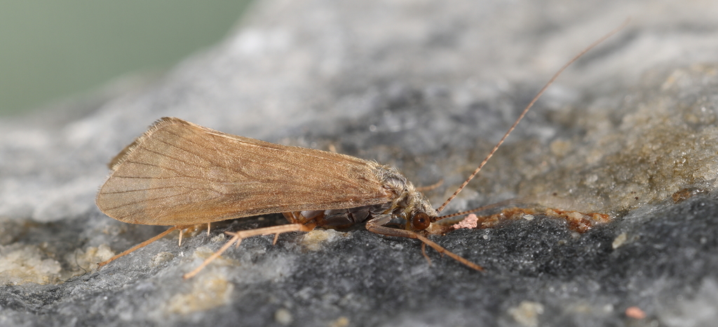 Hydropsyche newae
