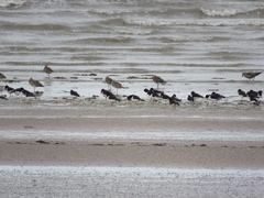 Haematopus ostralegus
