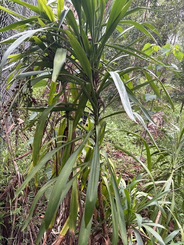 Foto de Dracena-preta