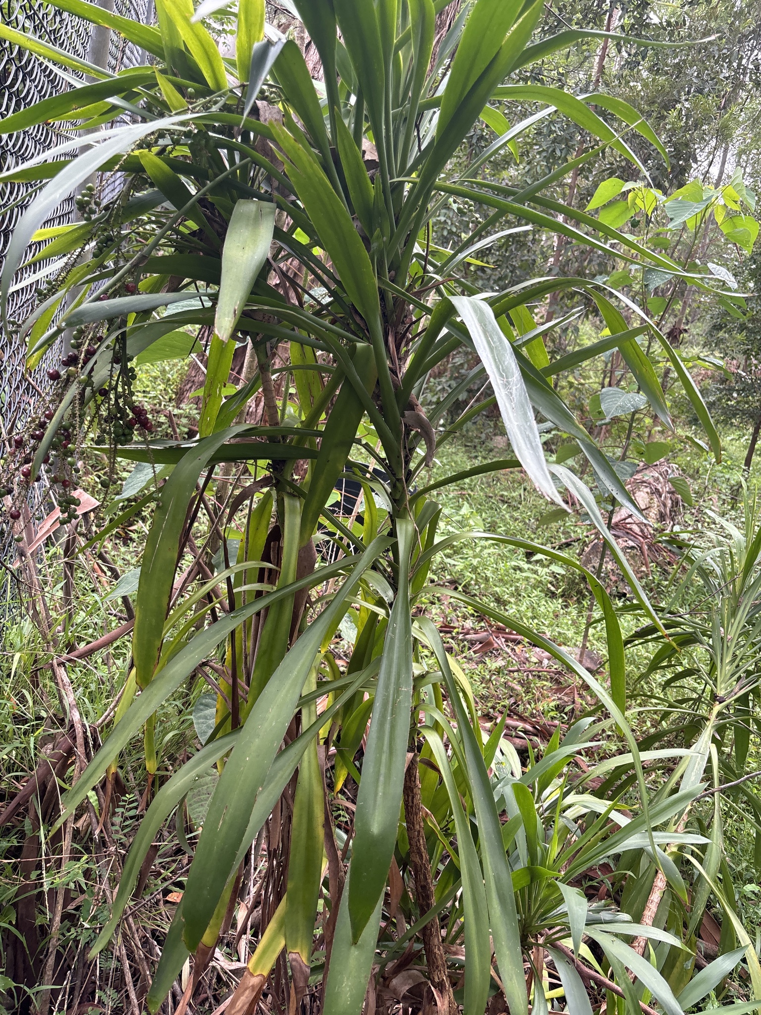 Imagem de Dracena-preta