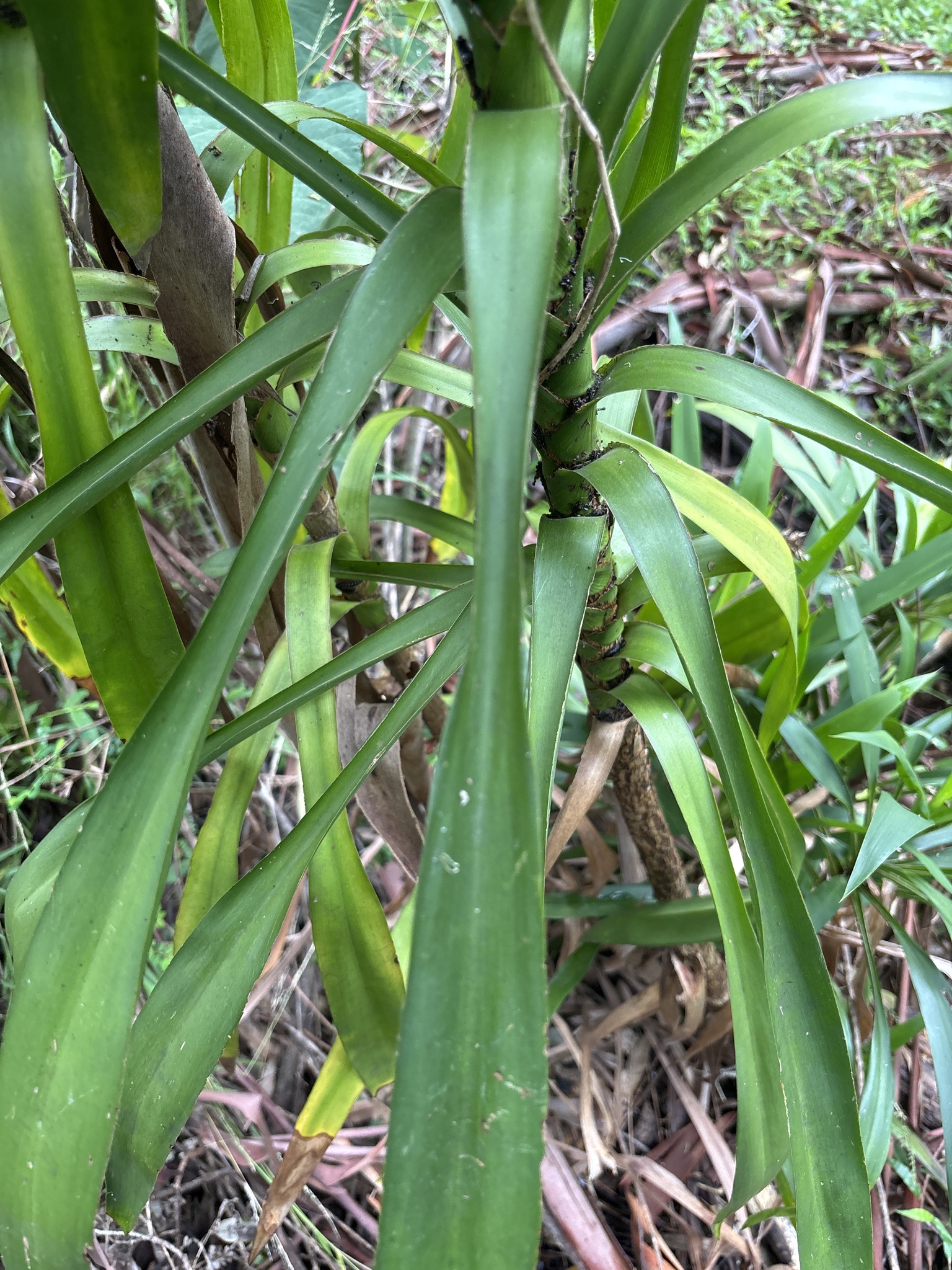 Imagem de Dracena-preta