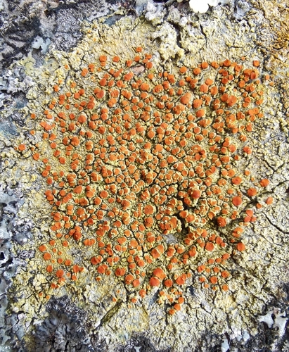 Gyalolechia flavorubescens