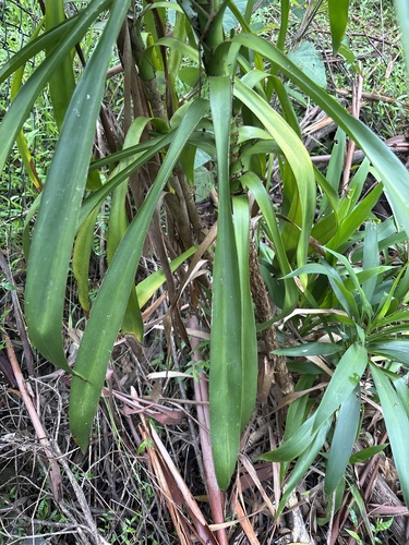 Foto de Dracena-preta