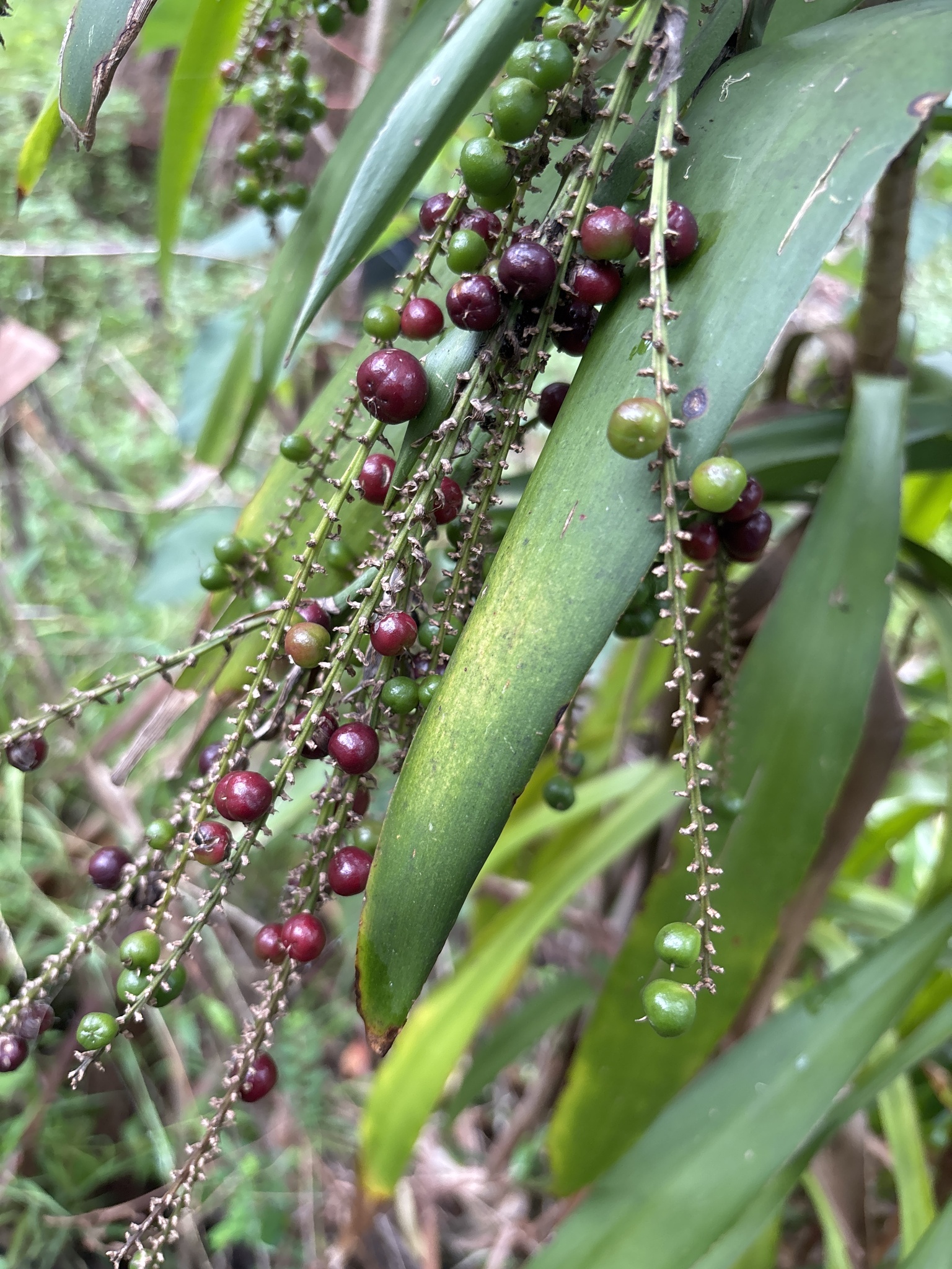 Imagem de Dracena-preta
