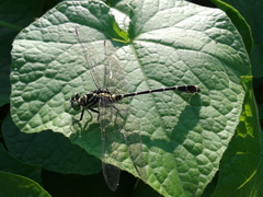 Burmagomphus collaris