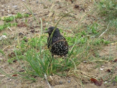 Sturnus vulgaris