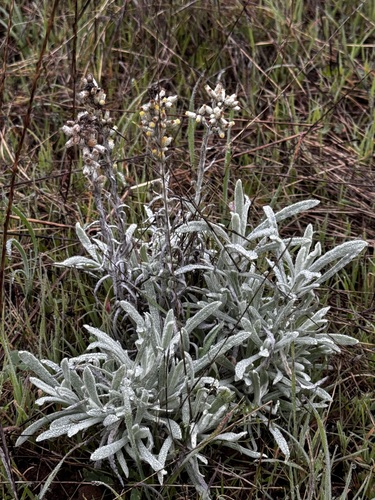 Cotton Batting Plant