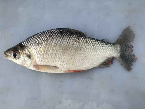 Black prochilodus (Prochilodus nigricans) — Prochilodontidae