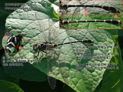 Burmagomphus collaris