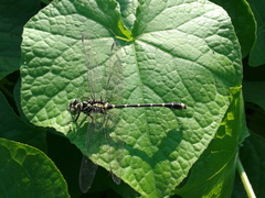 Burmagomphus collaris