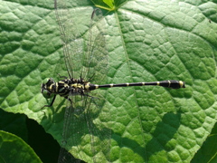 Burmagomphus collaris