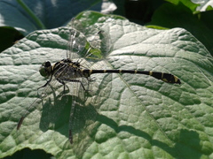 Burmagomphus collaris