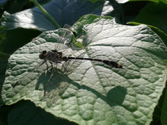 Burmagomphus collaris