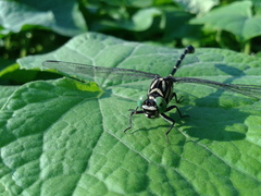 Burmagomphus collaris