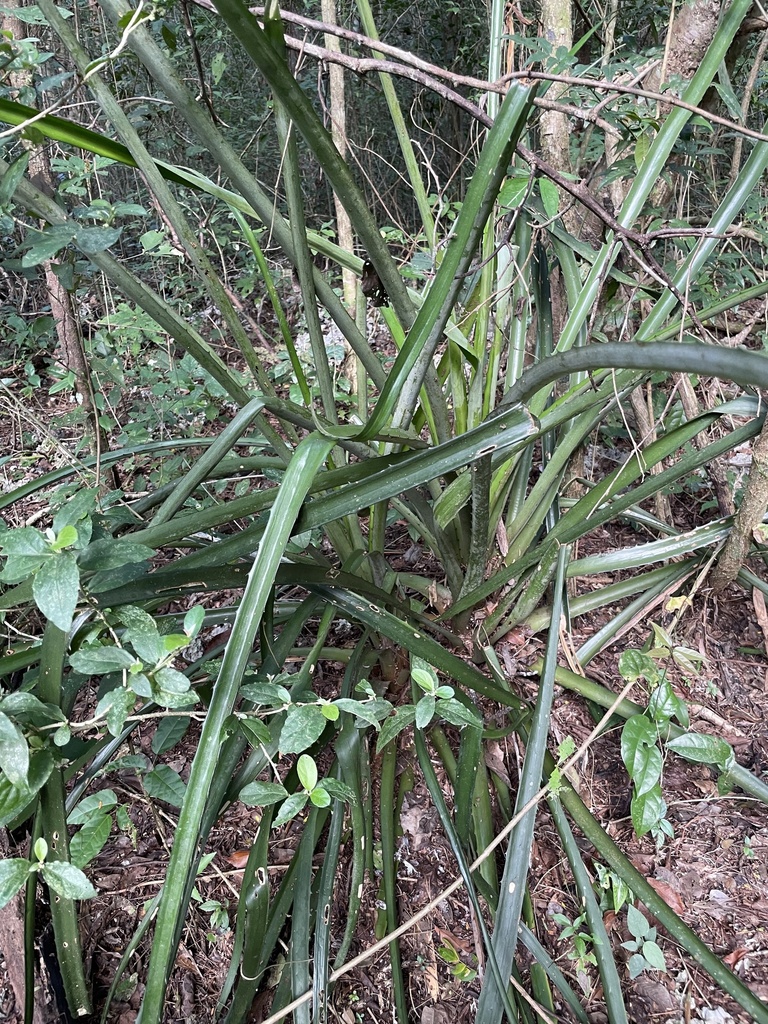 Foto de Caraguatá