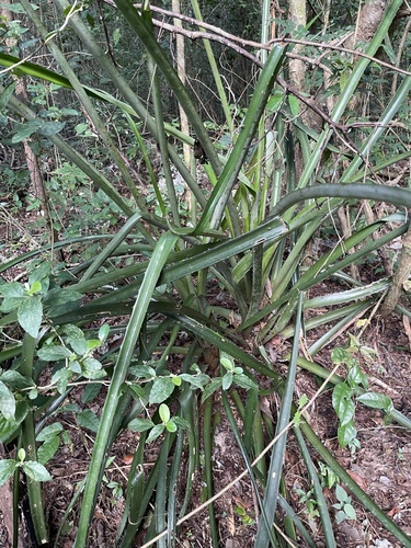 Caraguatá