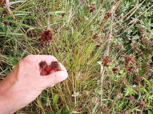 Image of Juncus sonderianus by (c) Arnim Littek, some rights reserved (CC BY)