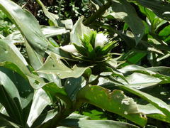 Costus leucanthus