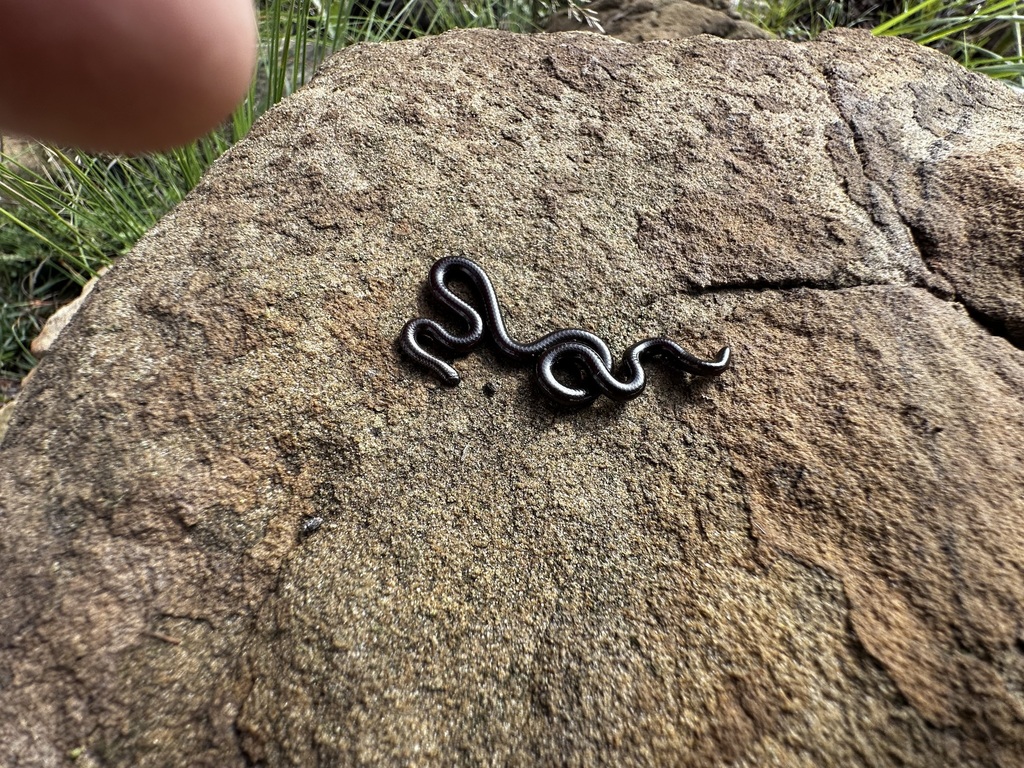 Peter's Thread Snake in January 2025 by calfirecap · iNaturalist