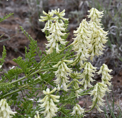 Astragalus praelongus