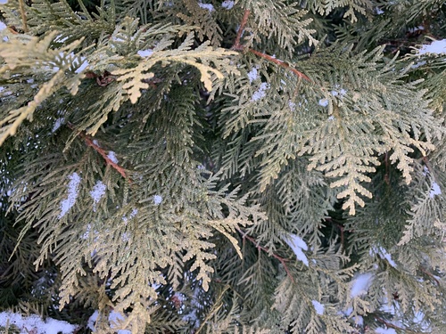 Pestalotiopsis funerea