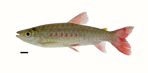 Pinktail chalceus (Chalceus epakros) — Characidae — 4