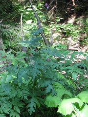 Cirsium alsophilum