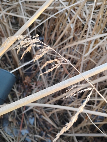 Image of Calamagrostis canadensis by (c) Bryce, some rights reserved (CC BY)