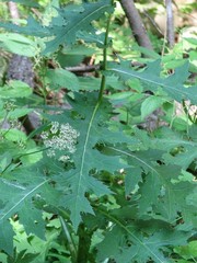 Cirsium alsophilum