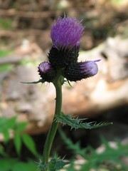 Cirsium alsophilum