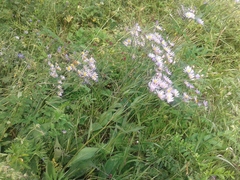 Aster tataricus
