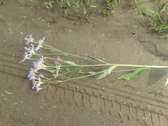 Aster tataricus