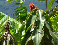 Costus lima