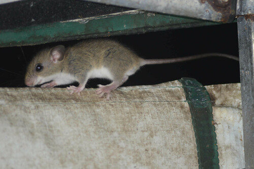 Black-footed Colilargo