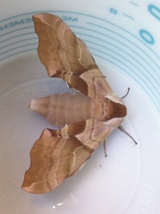 Pachysphinx occidentalis