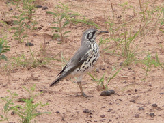 Turdus litsitsirupa
