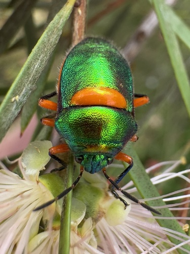 Green Jewel Bug photo 4