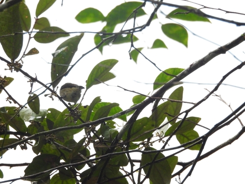 Plain Flowerpecker (Dicaeum minullum), photo 10