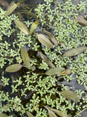 Cheeseman's Pondweed (Potamogeton cheesemanii)