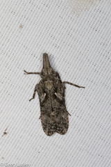Amycle vernalis